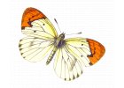 Motýlí lízátka