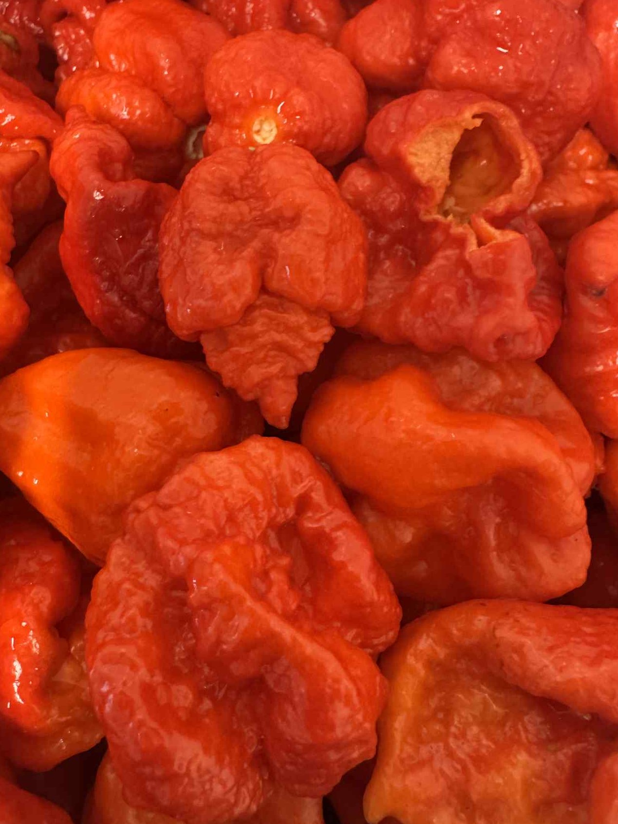 Carolina Reaper – legenda mezi chilli papričkami a naše pyré