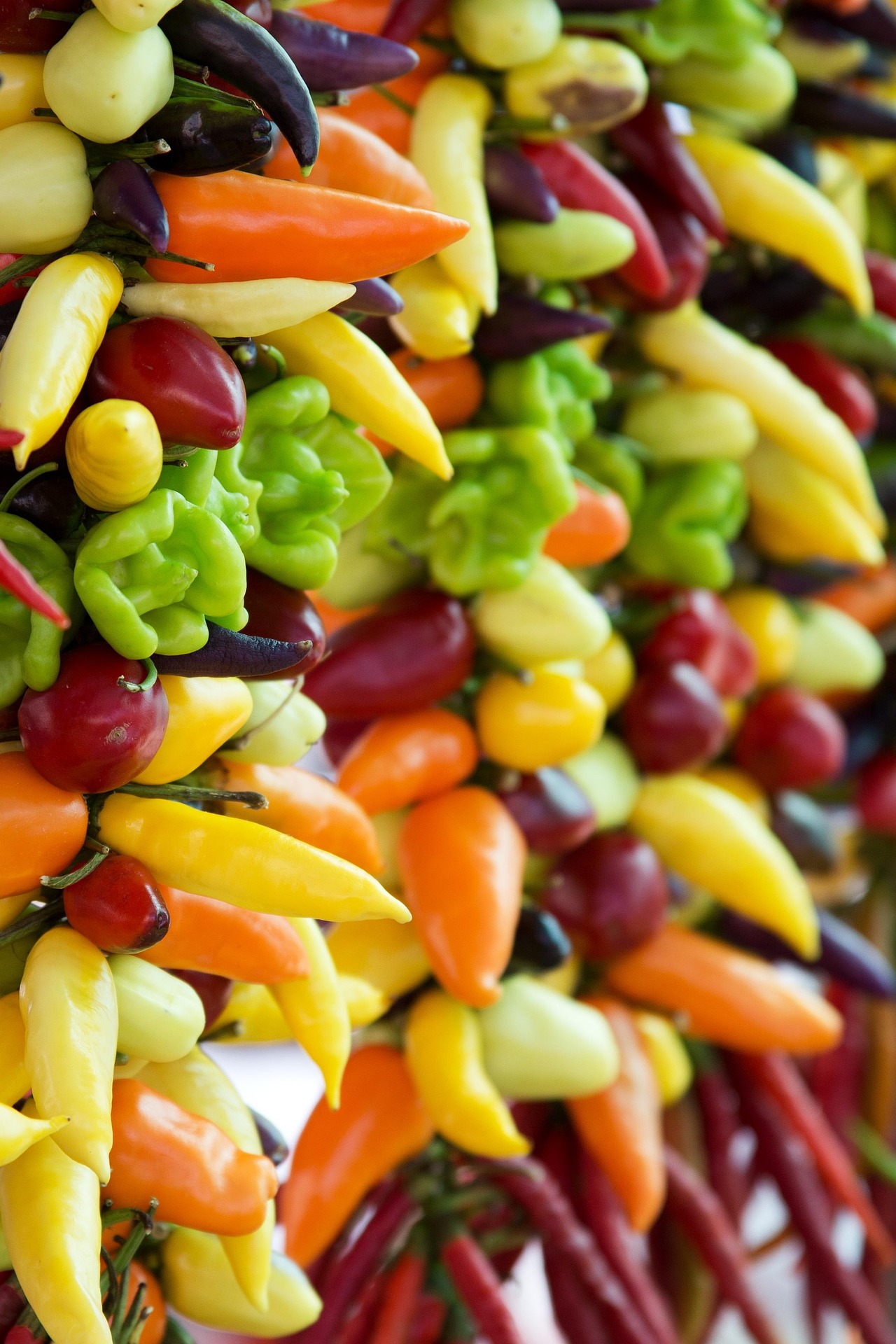 🌶️ Velký přehled chilli papriček: druhy, odrůdy a jak připravit půdu pro pěstování