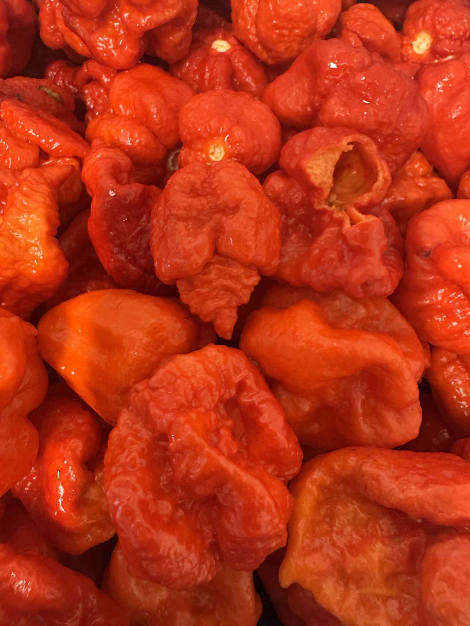 Carolina Reaper – legenda wśród papryczek chilli i nasze purée