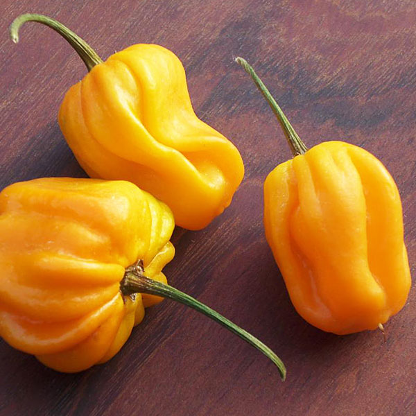 Habanero (320.000 SHU)