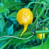 yellow carolina reaper pepper