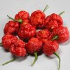 moruga red