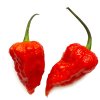 bhut jolokia