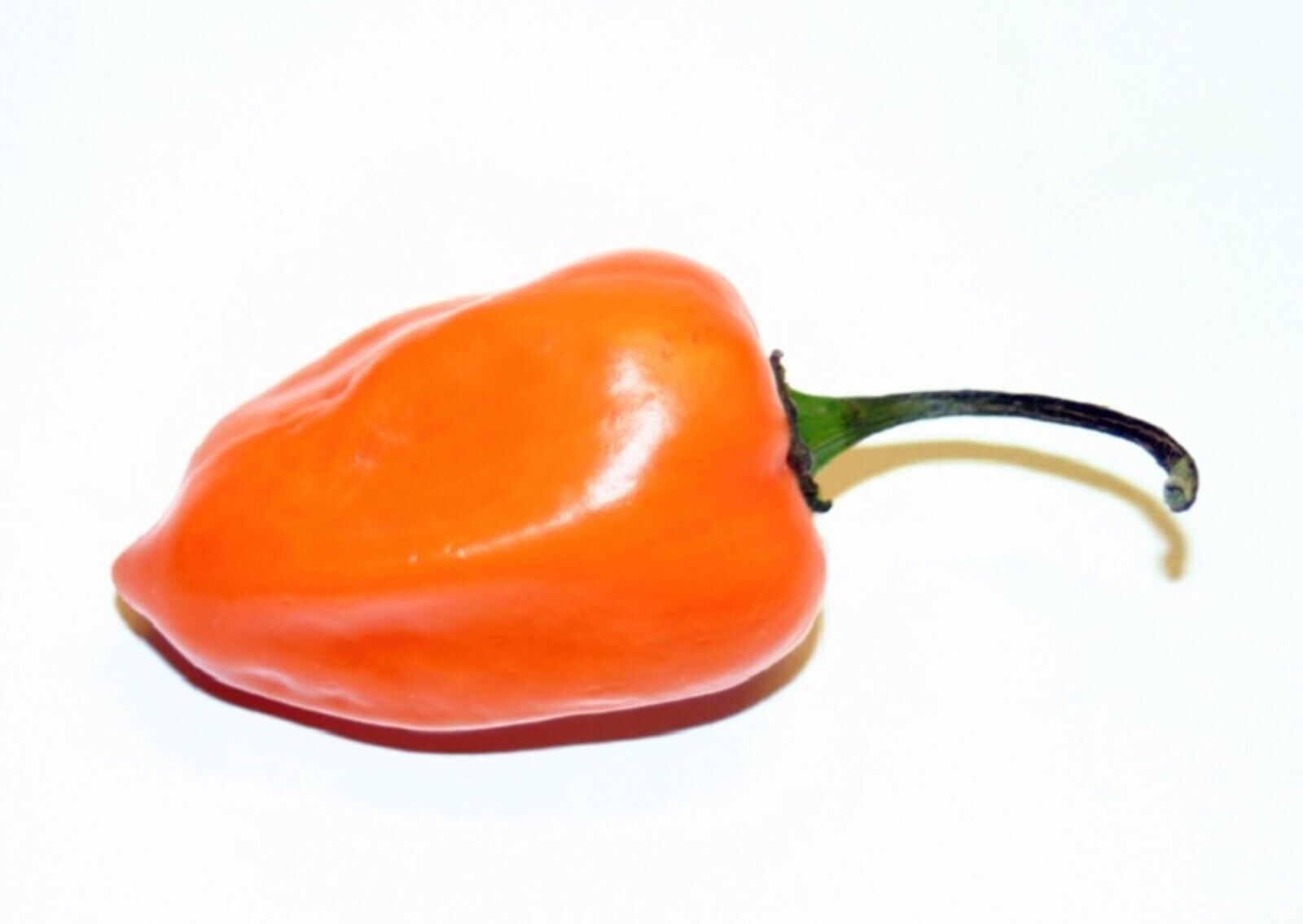 Vše, co potřebujete vědět o chilli papričce Habanero