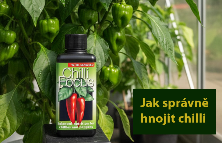 Jak správně hnojit chilli – od výsadby až po sklizeň