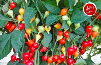 Pěstování chilli na balkoně: Jak na to?
