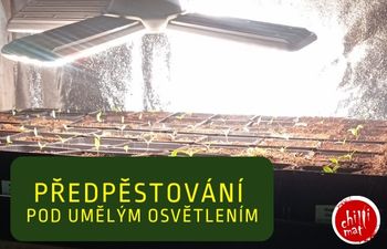 KONEC VYTÁHLÝM SAZENICÍM! Jak předpěstovat chilli pod umělým osvětlením