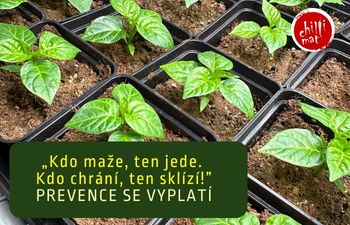 Škůdci chilli: Jak je včas rozpoznat a jak se jich zbavit?