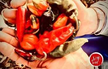 Sklízejte úrodu jako profík! 🌶️