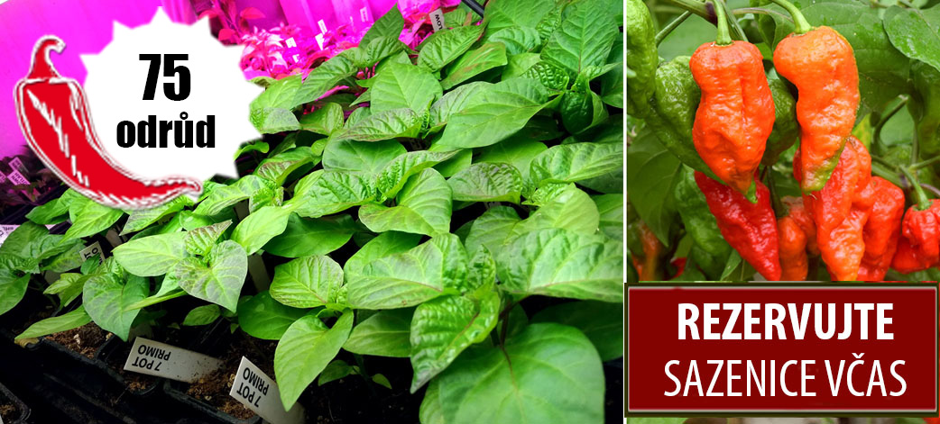 Sazenice chilli papriček - REZERVACE
