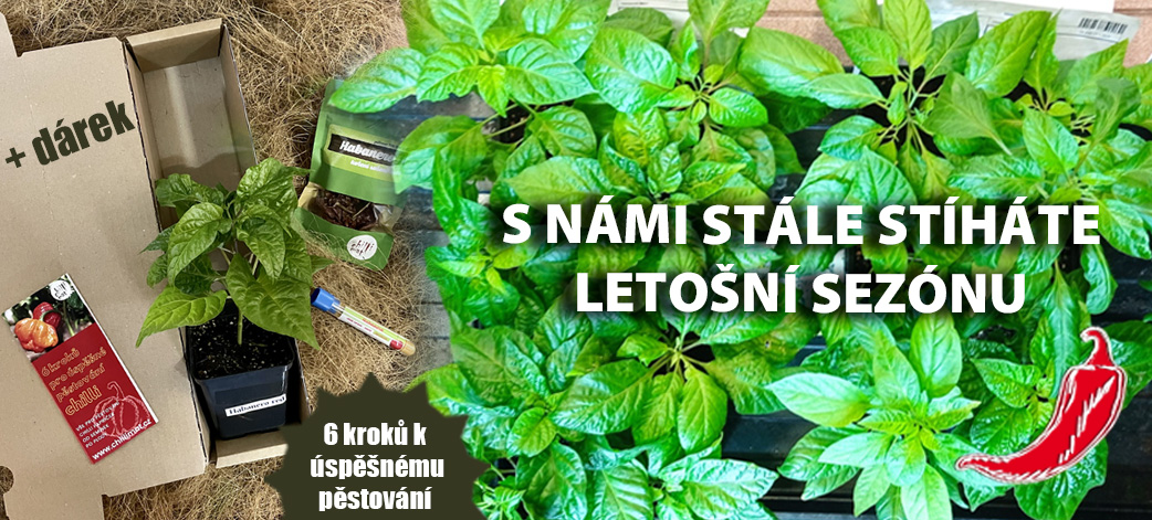 Sazenice chilli papriček