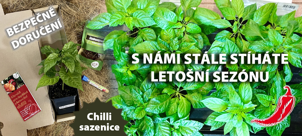Sazenice chilli papriček - REZERVACE