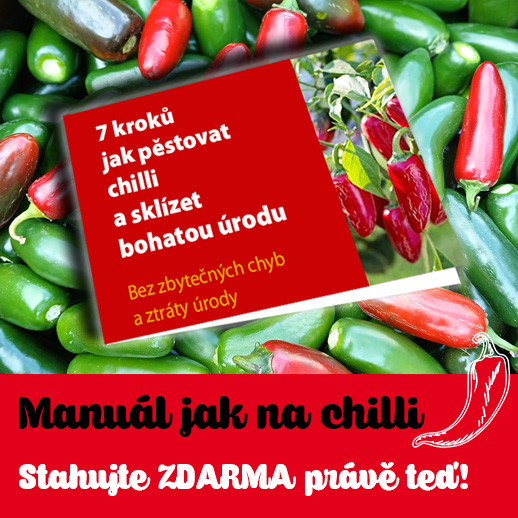Jak pěstovat chilli papričky