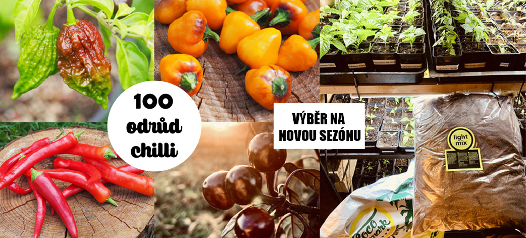 Jak pěstovat chilli papričky. Vyberte správná semínka.