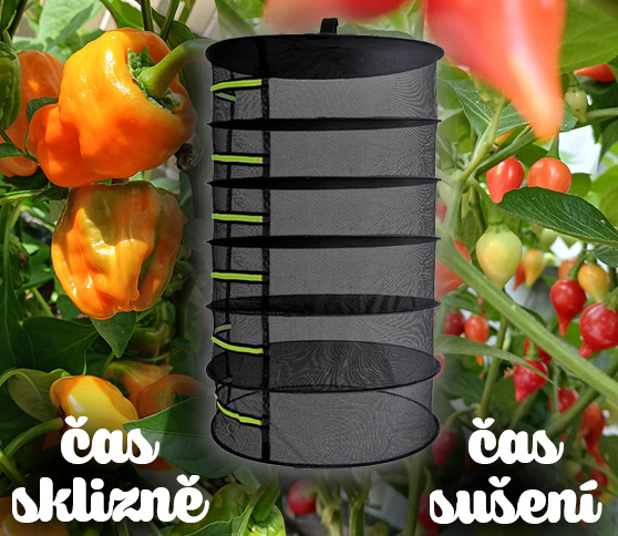 sklizeň chilli papriček