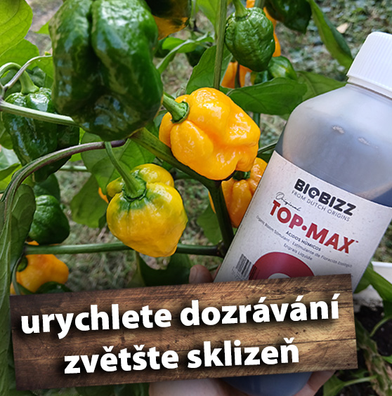 TOp Max - dozrávání a sklizeň chilli