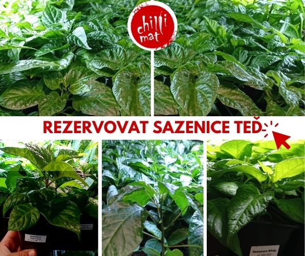 Chilli Sazenice () Chilli Sazenice