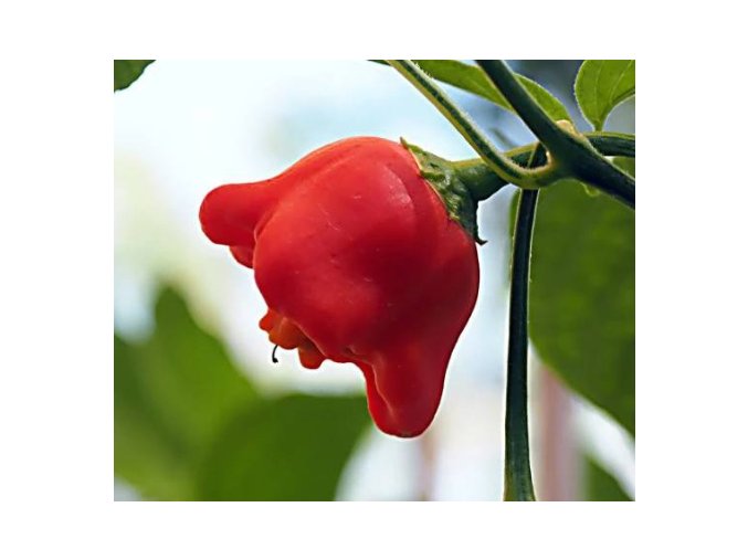 Popis této chilli papričky