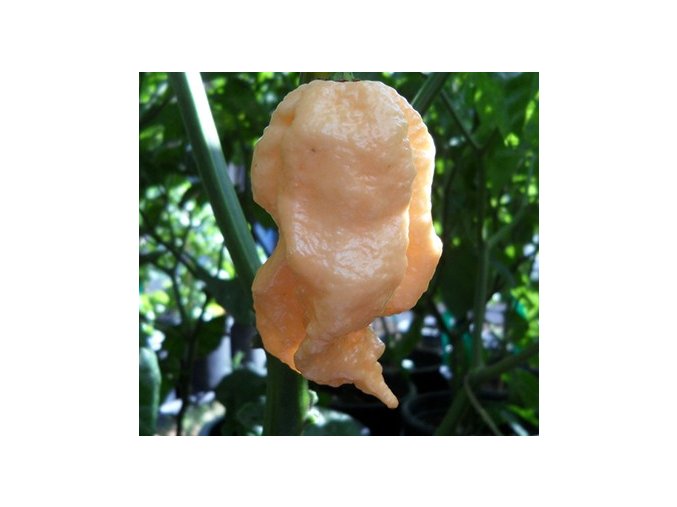 Jay´s Peach Ghost Scorpion