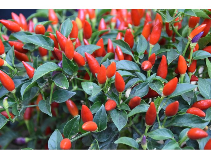 chilli annuum numex twilight