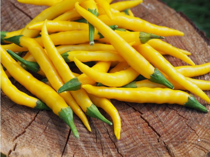 cayenne yellow papricky