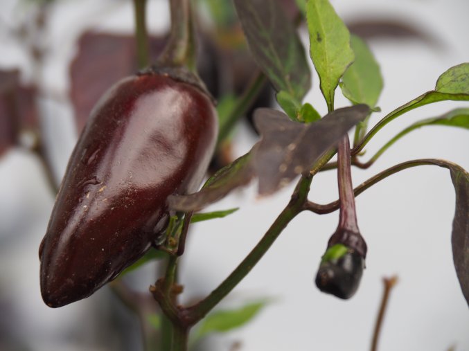 Jalapeno purple plod