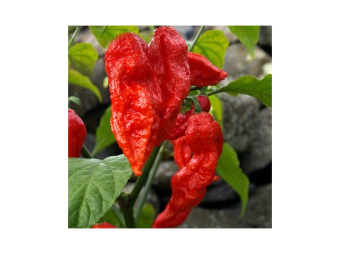 bhut jolokia red519GxfzV+IL