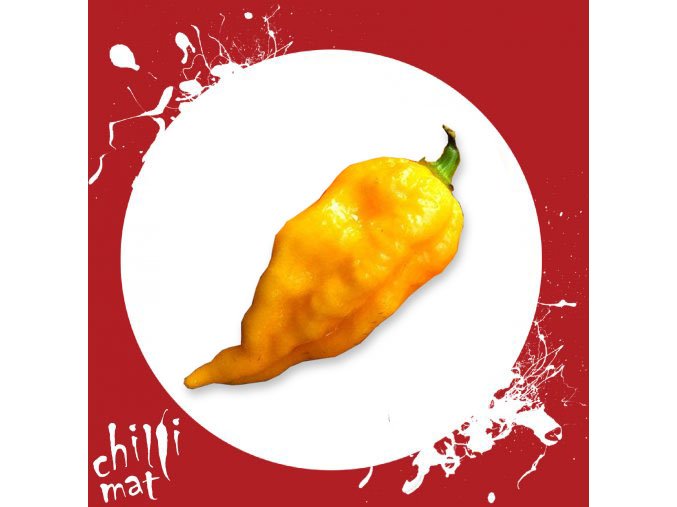 Chilli Semínka a sazenice Bhut Jolokia Yellow