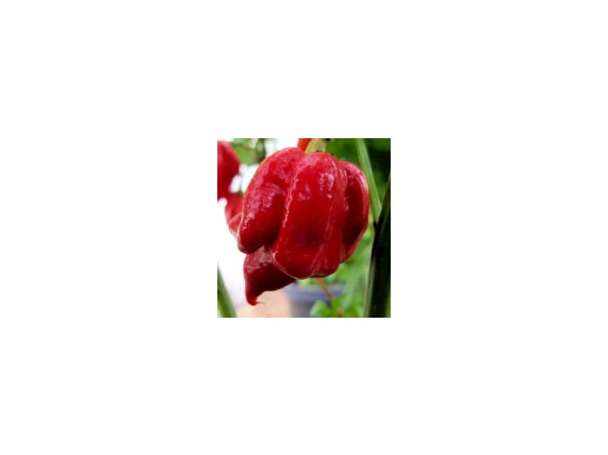 7pot katieVEG641