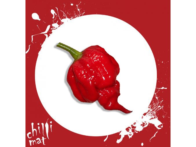 Chilli Semínka a sazenice Trinidad Scorpion Butch Taylor