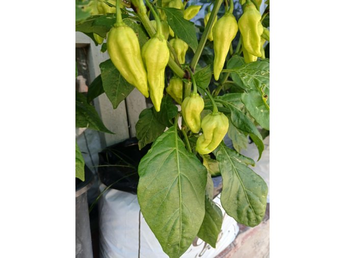 GROWBAG Light Mix  pro klíčení semen nebo řízkování, maximální kontrola nad živinami