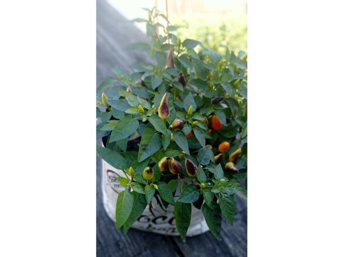 Chilli sazenice Pequin 1ks