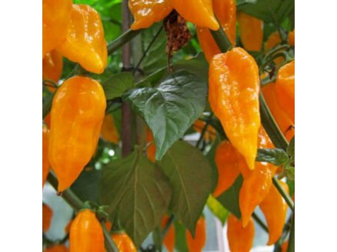 bhut jolokia orange