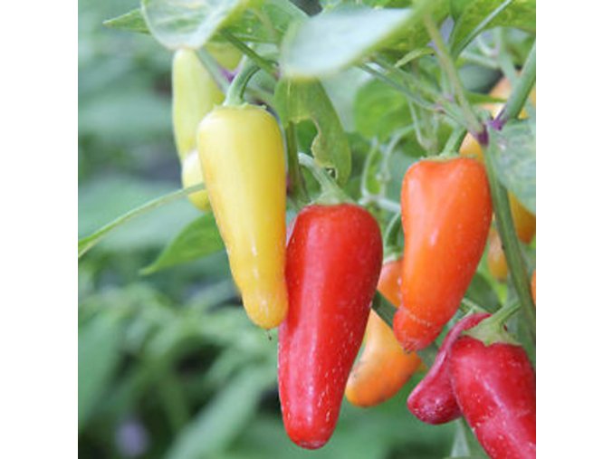 Chillimat numex pinata