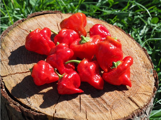 Jamaican red