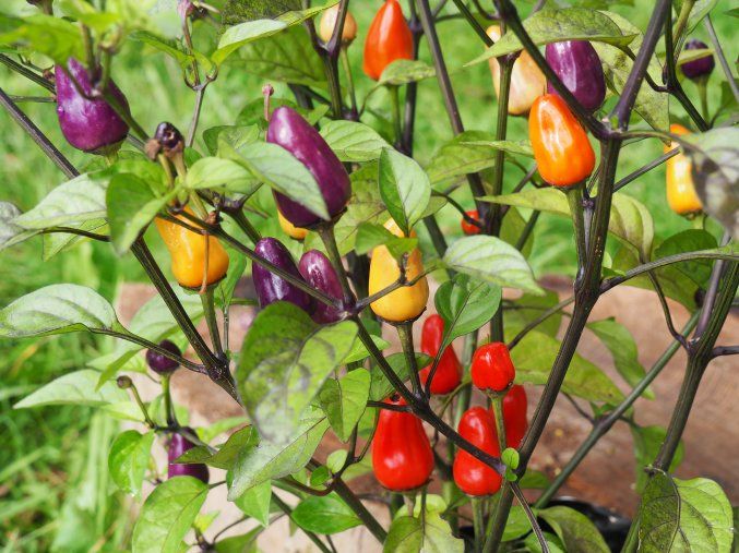 Chinense multicolor plody 2