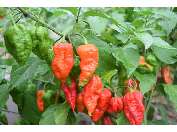 Sazenice chilli Bhut Jolokia Red