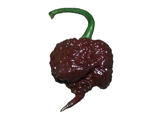 chili seeds carolina reaper chocolate