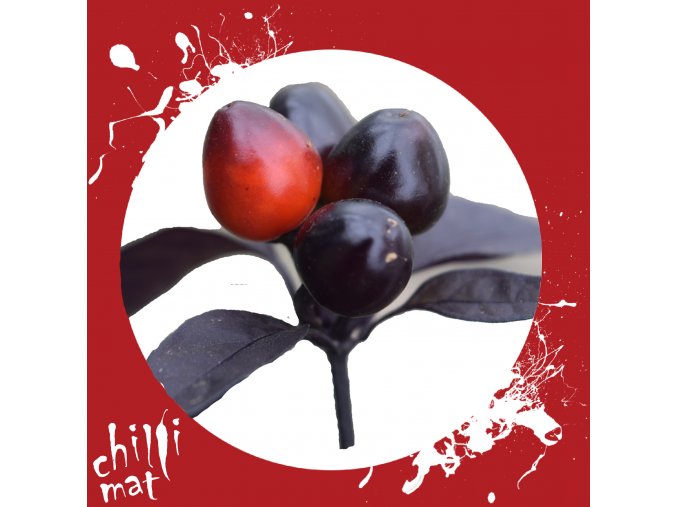 Sazenice a semínka chilli Black Pearl