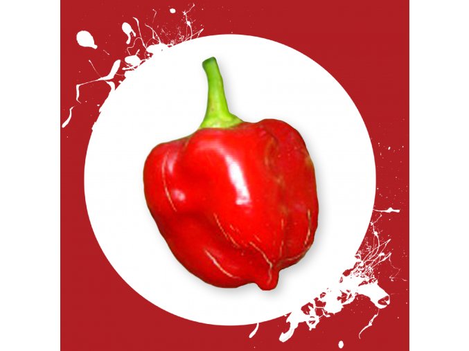 Sazenice a semínka chilli Habanero red