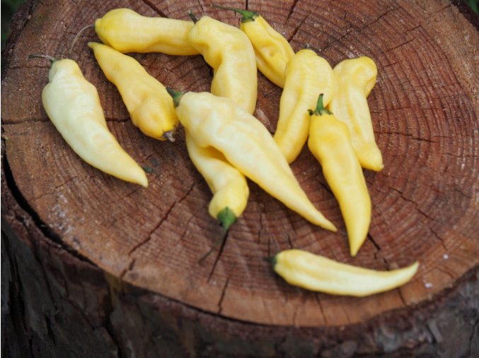 3405 1 jolokia white plody