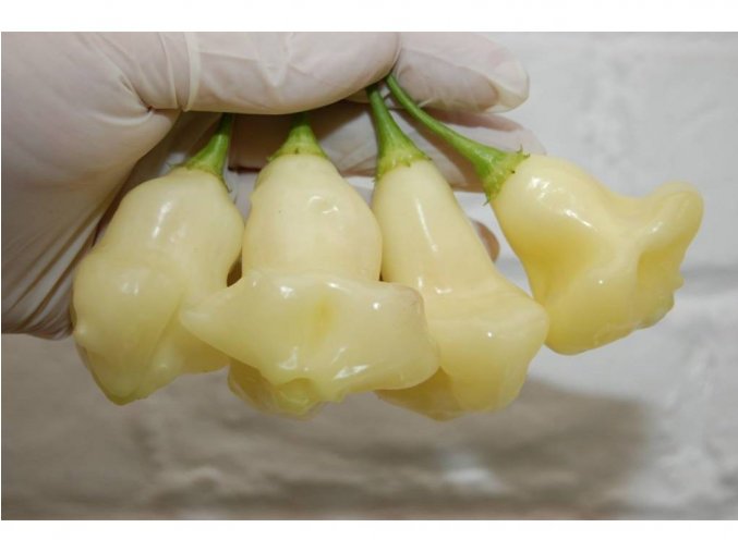 3093 aji white fantasy chilli