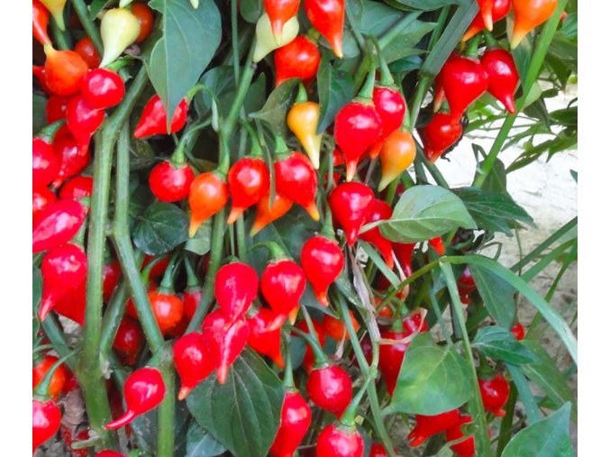 Chupetinho red