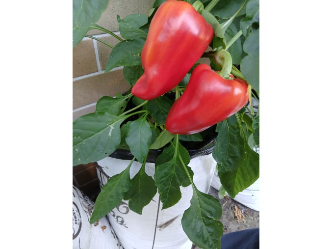 GROWBAG Special Mix - pro rajčata, papriky, okurky i okrasné rostliny - 3 kusy  Jednoduché a praktické pěstování :)