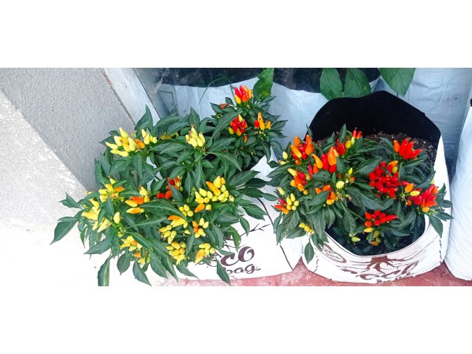 GROWBAG - Substrát pro chilli papričky - CHILLI MIX 5 kusů + 1 zdarma  skvělý pro chilli i sladké papriky, vše pro květ i bohatou úrodu