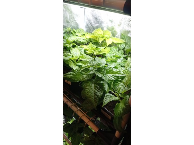 Chili sazenice Chocolate Fatalii 1 ks  300 000 SHU