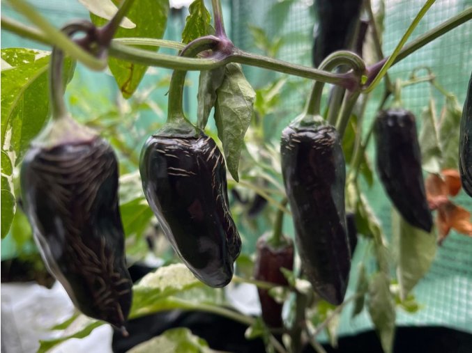 Chilli black hungarian chillimat