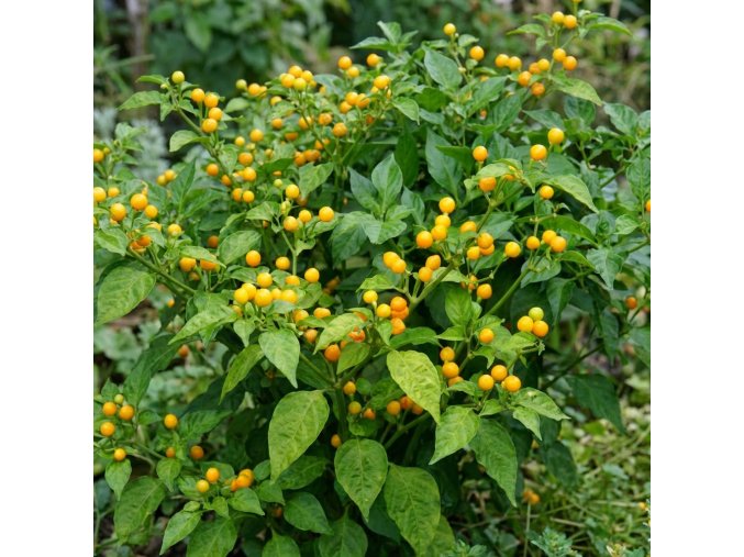Aji Charapita sazenice a semínka chilli2