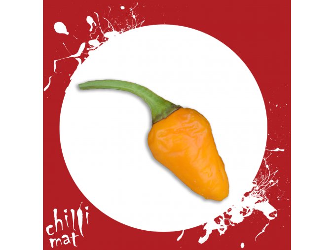 Sazenice a semínka chilli Golden Nuget